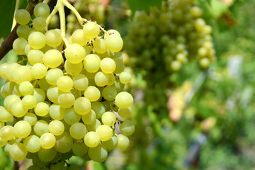 Ripe white grapes on a branch grows in the vineyard Summer and autumn harvest