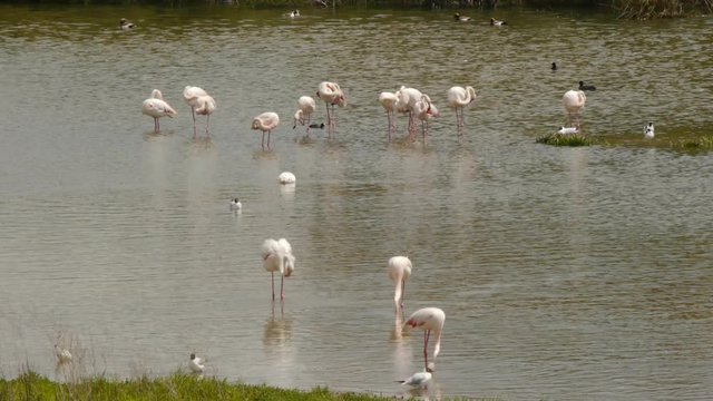  flamingos in the lagoon of Fuente de piedra   