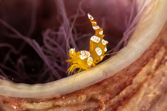 Squat shrimp or sexy shrimp, Thor amboinensis, is a species of shrimp found across the Indo-West Pacific and in parts of the Atlantic Ocean