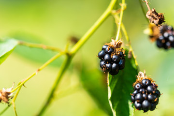 the focus is on  a raspberry