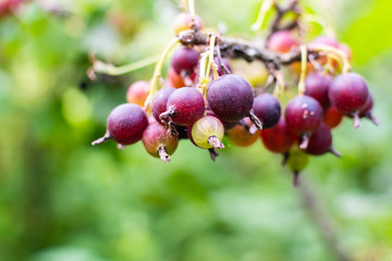 The jostaberry close up, complex-cross fruit bush, branch with ripening berries, black currant with black gooseberry and with European gooseberry, eco organic garden products