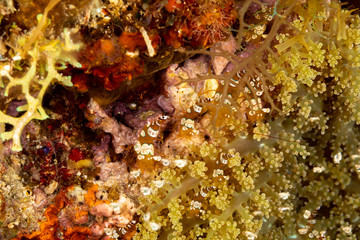 Squat shrimp or sexy shrimp, Thor amboinensis, is a species of shrimp found across the Indo-West Pacific and in parts of the Atlantic Ocean