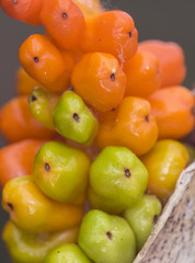 Arum italicum orange and green fruits