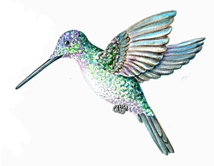 Watercolor illustration of a beautiful bright Hummingbird on a white background