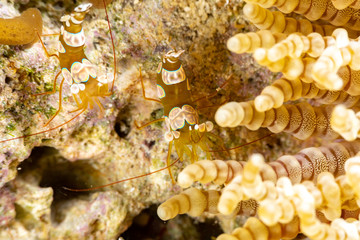 Squat shrimp or sexy shrimp, Thor amboinensis, is a species of shrimp found across the Indo-West Pacific and in parts of the Atlantic Ocean