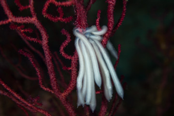 eggs from squids on a Coral
