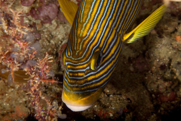 Ribbon Sweetlips - Plectorhinchus polytaenia