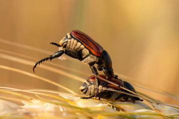 The process of breeding insects. The cockchafer, colloquially called May bug or doodlebug, a pest of cereals. The parasitic insect eats grain in a wheat ear. Sexual relations beetles.