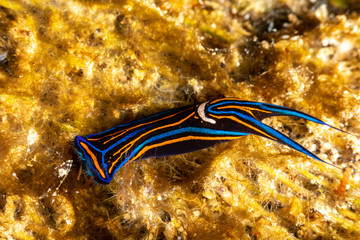 Swallotail Headshield Slug, Leech Aglaja, Chelidonura hirundinina is a species of small and colorful aglajid sea slug, a shell-less opisthobranch gastropod mollusk in the family Aglajidae