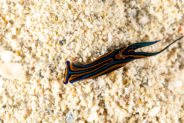 Swallotail Headshield Slug, Leech Aglaja, Chelidonura hirundinina is a species of small and colorful aglajid sea slug, a shell-less opisthobranch gastropod mollusk in the family Aglajidae