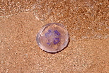 Jellyfish on the shore on the background of golden beach sand
