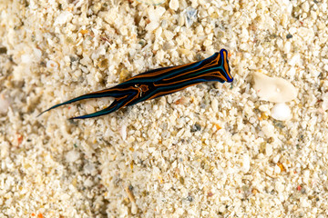 Swallotail Headshield Slug, Leech Aglaja, Chelidonura hirundinina is a species of small and colorful aglajid sea slug, a shell-less opisthobranch gastropod mollusk in the family Aglajidae