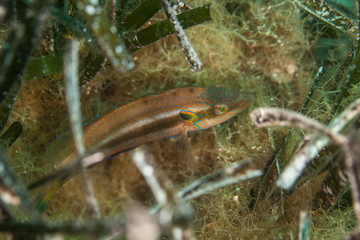 The axillary wrasse, Symphodus mediterraneus