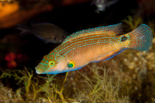 The axillary wrasse, Symphodus mediterraneus