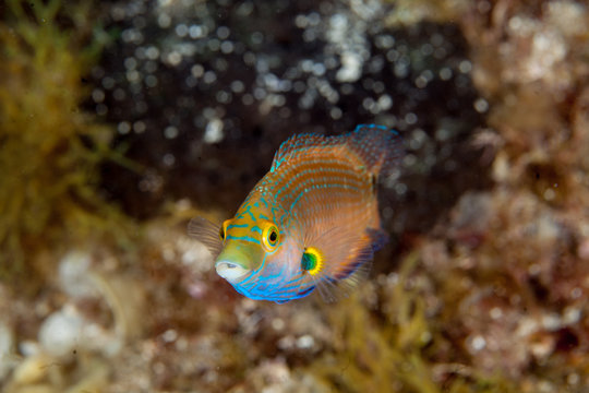 The axillary wrasse, Symphodus mediterraneus