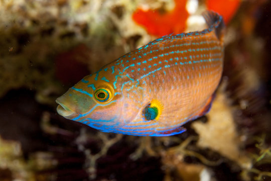 The axillary wrasse, Symphodus mediterraneus