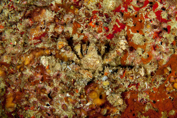 Camposcia retusa, known commonly as the spider decorator crab