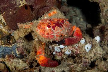 Splendid Round Crab, Etisus splendidus