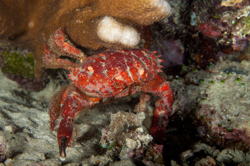 Fototapeta na wymiar Splendid Round Crab, Etisus splendidus