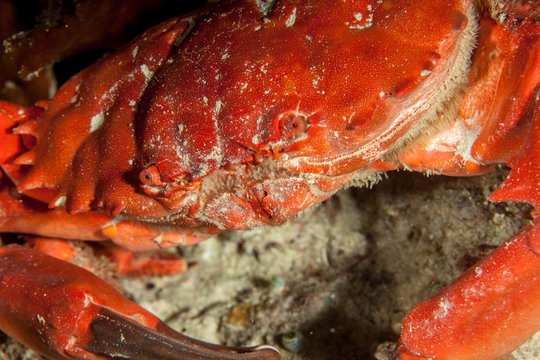 Splendid Round Crab, Etisus splendidus