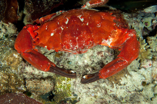 Splendid Round Crab, Etisus splendidus