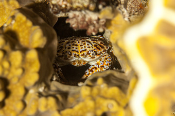 Zosimus aeneus is a species of crab that lives on coral reefs in the Indo-Pacific from East Africa to Hawaii