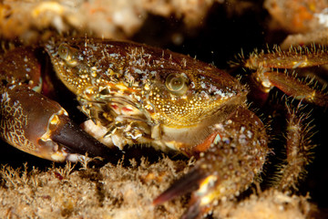 Eriphia verrucosa, sometimes called the warty crab or yellow crab