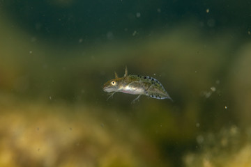 Newt, Young larva