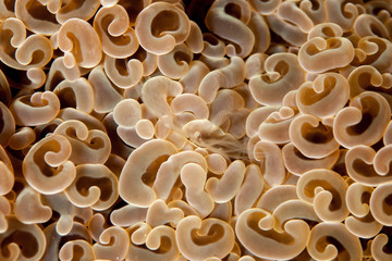 Coral reefs are built from stony corals, which in turn consist of polyps for education in nature.