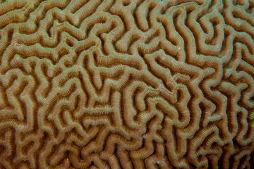 Naklejka premium Coral reefs are built from stony corals, which in turn consist of polyps for education in nature.