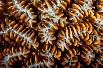 Coral reefs are built from stony corals, which in turn consist of polyps for education in nature.