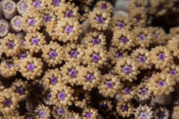 Coral reefs are built from stony corals, which in turn consist of polyps for education in nature.