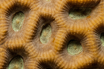 Coral reefs are built from stony corals, which in turn consist of polyps for education in nature.