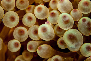 Coral reefs are built from stony corals, which in turn consist of polyps for education in nature.