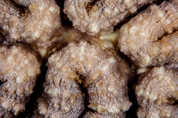 Coral reefs are built from stony corals, which in turn consist of polyps for education in nature.