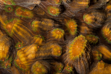 Coral reefs are built from stony corals, which in turn consist of polyps for education in nature.
