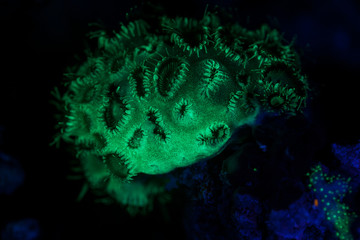 Fluorescence, Coral reefs are built from stony corals, which in turn consist of polyps for education in nature.