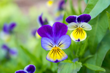 Purple yellow flowers on a background of green leaves. Flowers close up. The petals of the flowers.