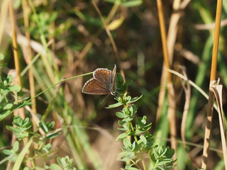 Brauner Feuerfalter, ein Bläuling belebt den Naturgarten mit seiner Anwesenheit