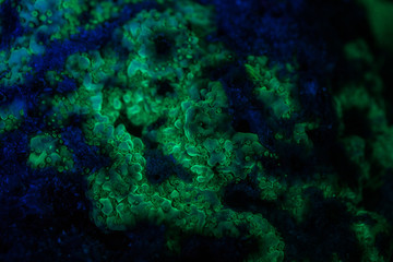 Fototapeta na wymiar Fluorescence, Coral reefs are built from stony corals, which in turn consist of polyps for education in nature.