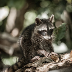 Obraz premium Baby racoon in the wild