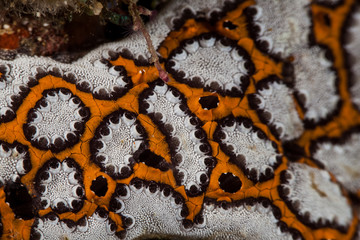 Coral reefs are built from stony corals, which in turn consist of polyps for education in nature.
