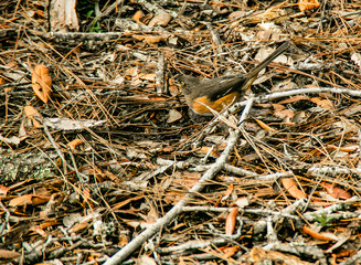 CARDINAL BIRD