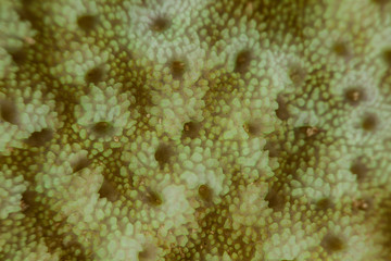 Coral reefs are built from stony corals, which in turn consist of polyps for education in nature.