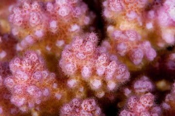 Coral reefs are built from stony corals, which in turn consist of polyps for education in nature.