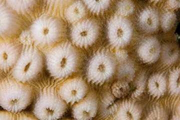 Coral reefs are built from stony corals, which in turn consist of polyps for education in nature.