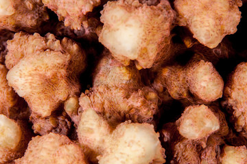 Coral reefs are built from stony corals, which in turn consist of polyps for education in nature.