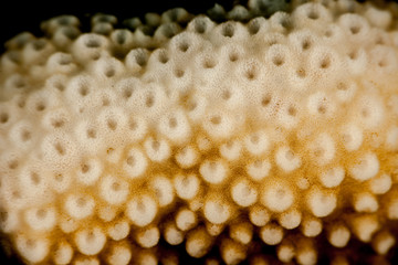 Coral reefs are built from stony corals, which in turn consist of polyps for education in nature.