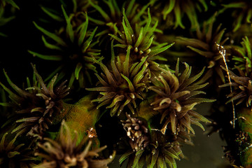 Coral reefs are built from stony corals, which in turn consist of polyps for education in nature.