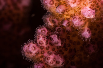 Coral reefs are built from stony corals, which in turn consist of polyps for education in nature.